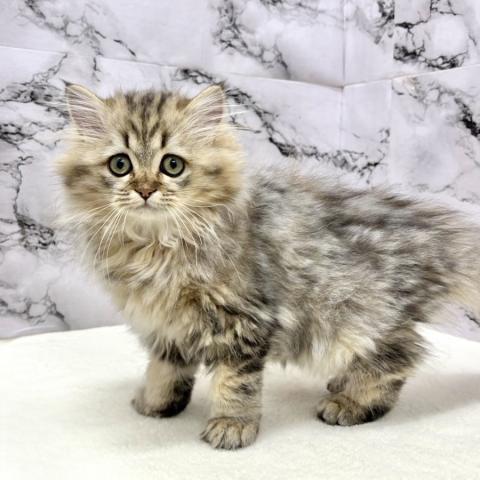 ミヌエット（旧ナポレオン）【12/11お写真、動画更新！】困り顔が可愛すぎる♡とっても甘えん坊です♡