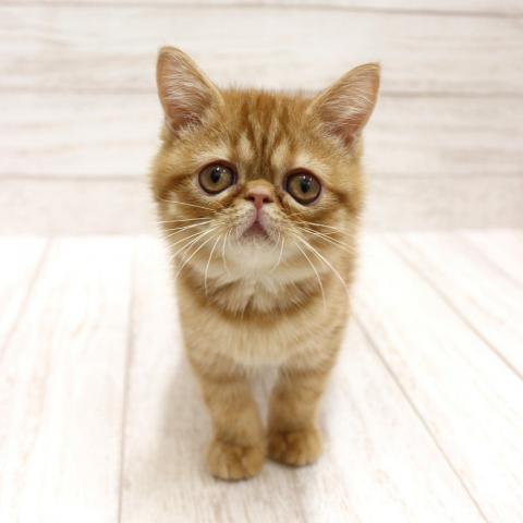 エキゾチックショートヘアー