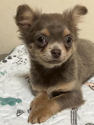 チワワ（ロングコート）