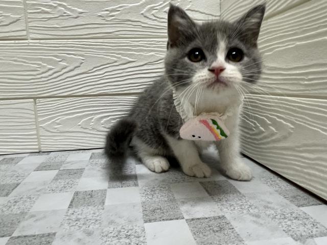 ブリティッシュショートヘア