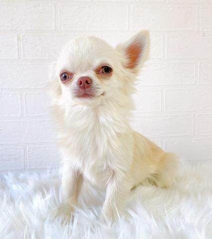 チワワ（ロングコート）