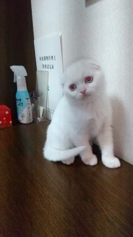 スコティッシュフォールド