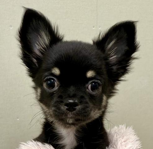 チワワ（ロングコート）