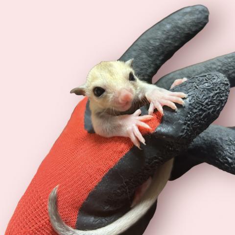 プラチナ１１／１８脱囊