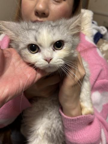 ペルシャ・ヒマラヤン