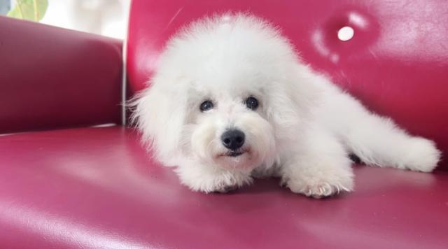 ビションフリーゼ