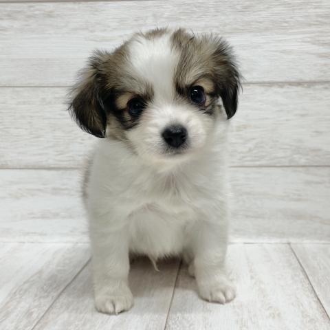 MIXチワワ×パピヨン