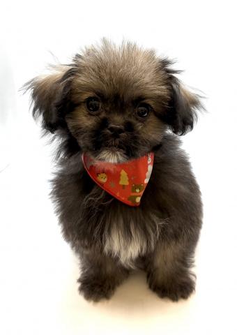 MIX犬(ペキニーズ×トイプードル)