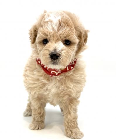 MIX犬（マルチーズ×トイプードル）