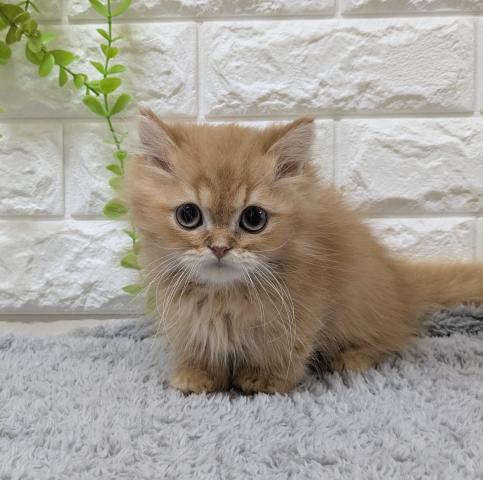 ミヌエット（旧ナポレオン）