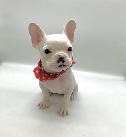 フレンチブルドッグ