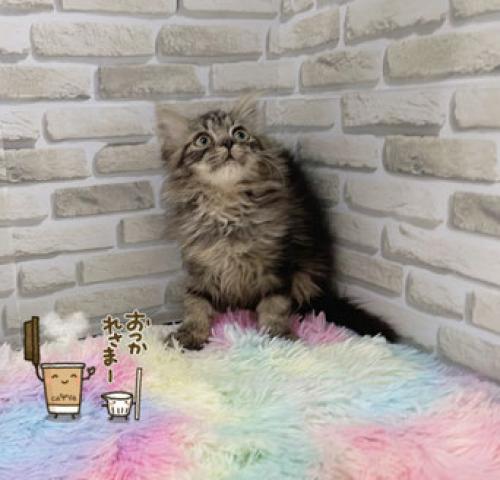 スコティッシュフォールド