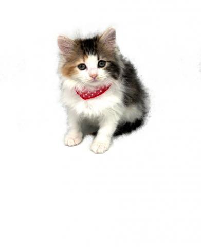 ノルウェージャンフォレストキャット