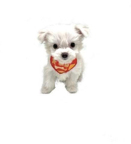 MIXチワワ×ビション