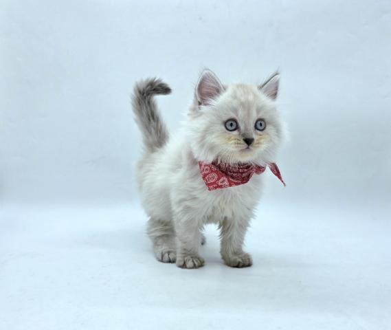 アメリカンカール