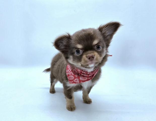 チワワ(ロングコート)