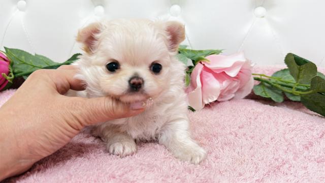 チワワ(ロング)