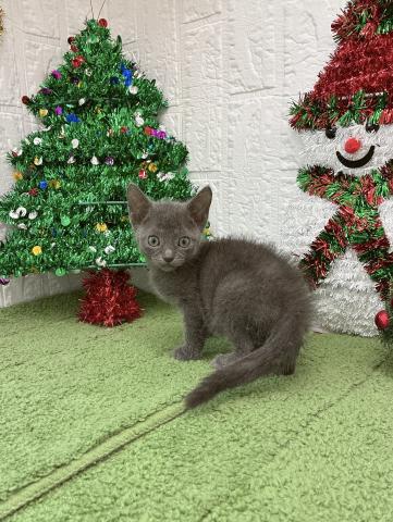 ロシアンブルー