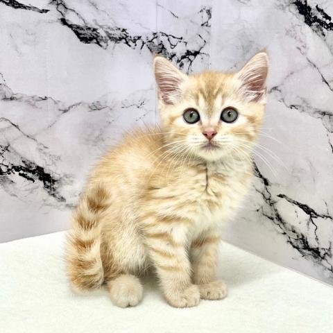 マンチカン【12/12お写真・動画更新！】毛並みがきれいなマンチカンの男の子