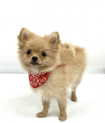 MIXポメラニアン×チワワ