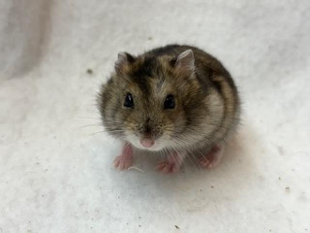 ジャンガリアンハムスター