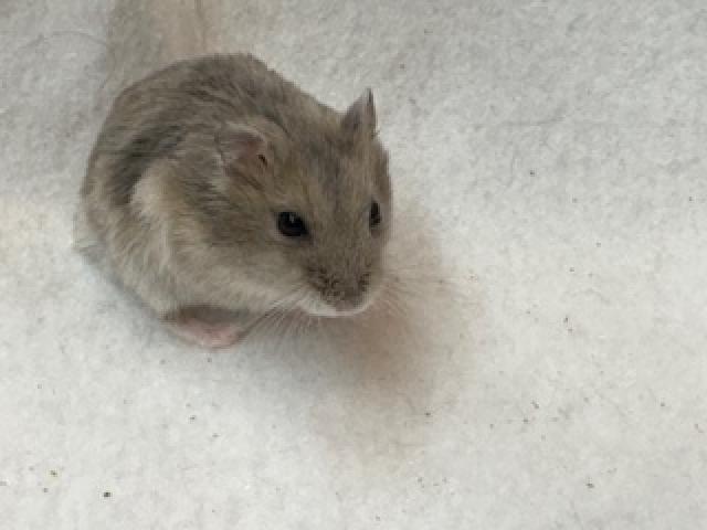 ジャンガリアンハムスター