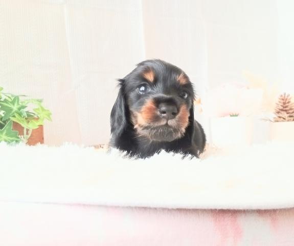 ミニチュアダックスフンド