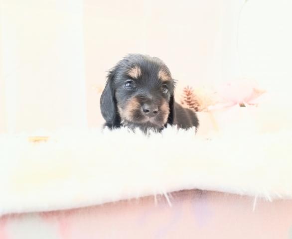 ミニチュアダックスフンド