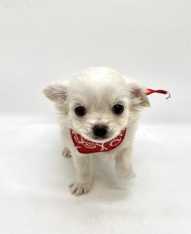 チワワ(ロングコート)