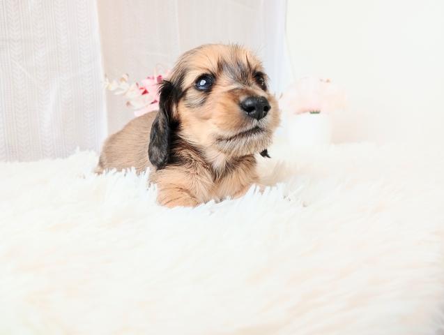 ミニチュアダックスフンド