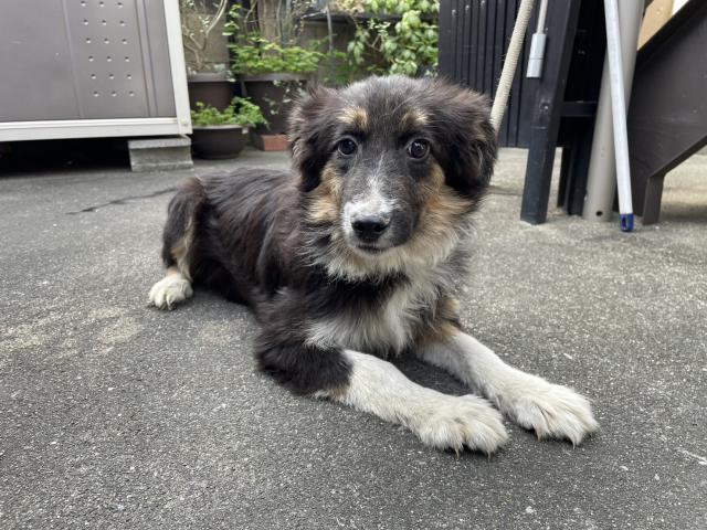 ボーダーコリー