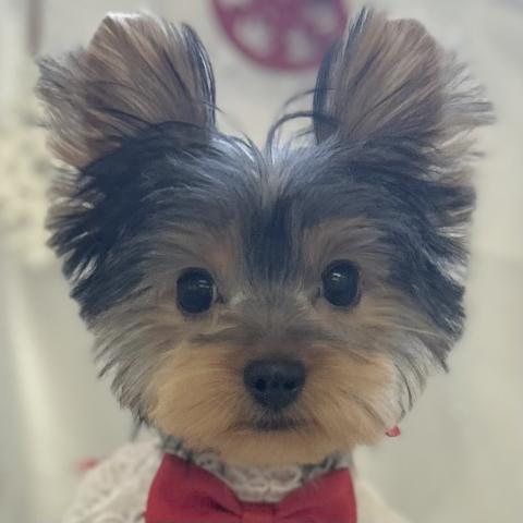 ヨークシャーテリア