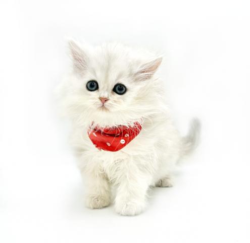 ペルシャ・ヒマラヤン