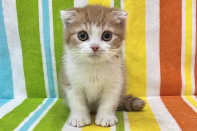 スコティッシュフォールド