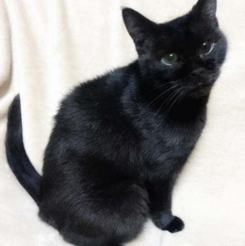 ボンベイ💕総額5千円