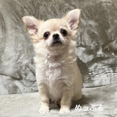 チワワ(ロングコート)