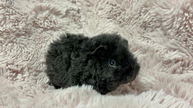 アルパカモルモット