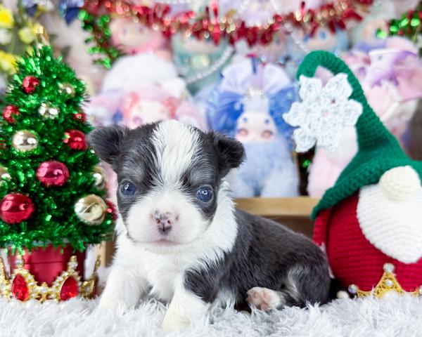 チワワ(ロングコート)