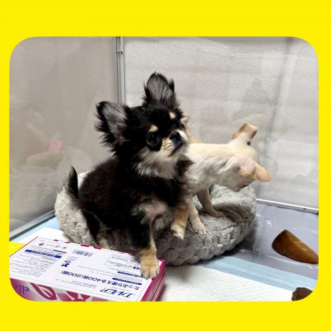 チワワ(ロングコート)