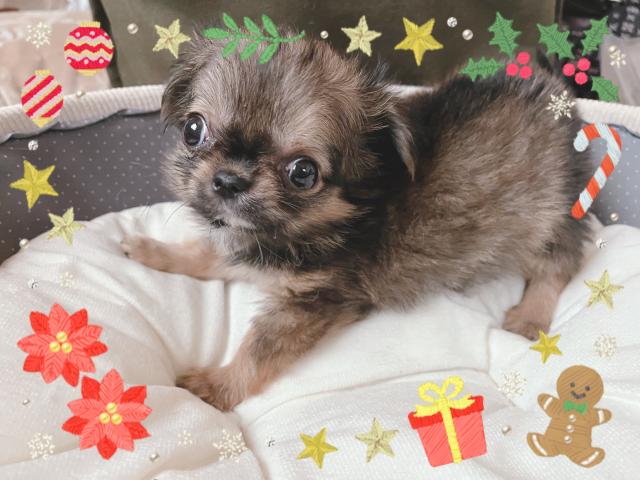 チワワ（ロングコート）