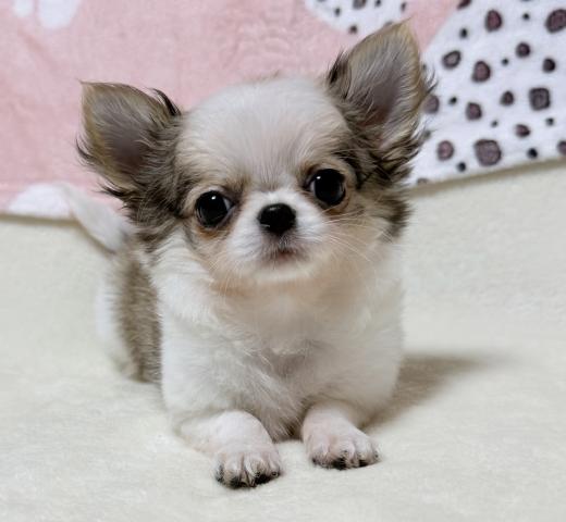 チワワ(ロングコート)