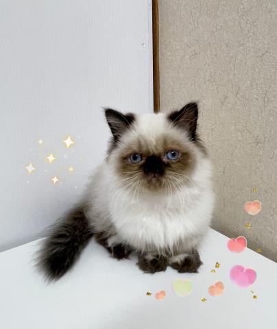 ミヌエット(旧ナポレオン)