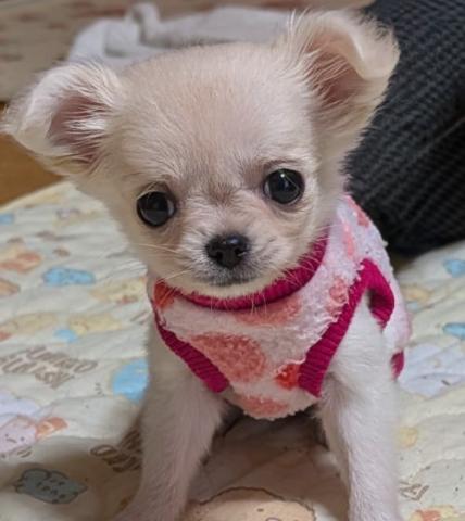 チワワ(ロングコート)