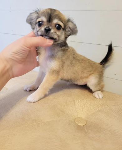 チワワ(ロングコート)