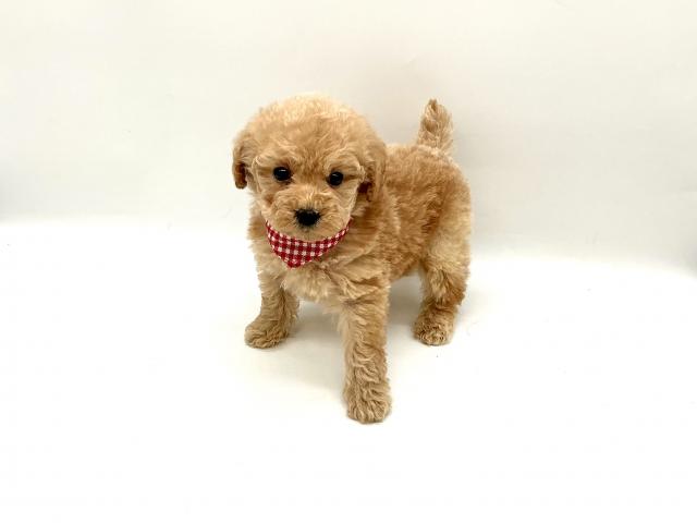 トイプードル