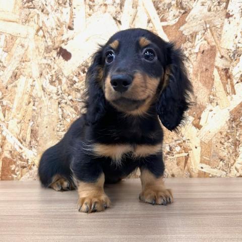 ミニチュアダックスフンド