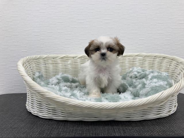 MIXマルチーズ×シーズー