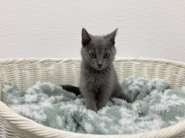 シャルトリュー