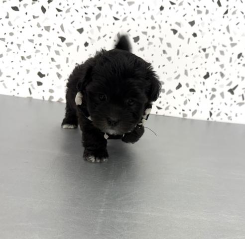 MIXマルプープー