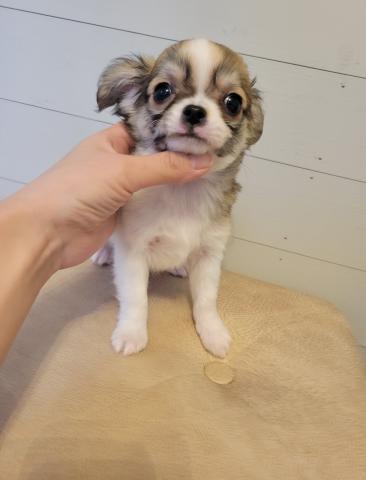 チワワ(ロングコート)